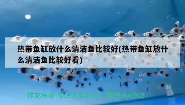 热带鱼缸放什么清洁鱼比较好(热带鱼缸放什么清洁鱼比较好看) 三间鼠鱼