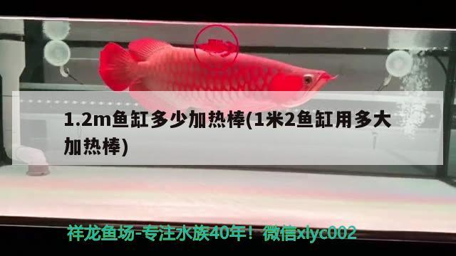 1.2m鱼缸多少加热棒(1米2鱼缸用多大加热棒) 萨伊蓝鱼