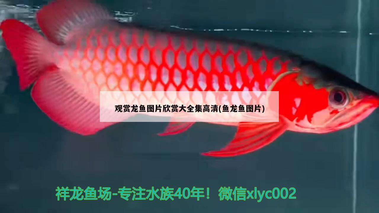 观赏龙鱼图片欣赏大全集高清(鱼龙鱼图片) 祥龙水族滤材/器材