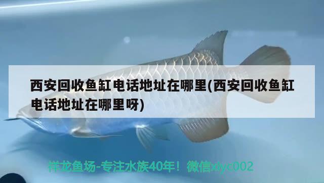 西安回收鱼缸电话地址在哪里(西安回收鱼缸电话地址在哪里呀) 泰庞海鲢鱼