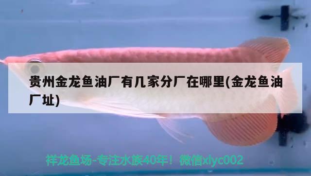 贵州金龙鱼油厂有几家分厂在哪里(金龙鱼油厂址) 金头过背金龙鱼 第1张