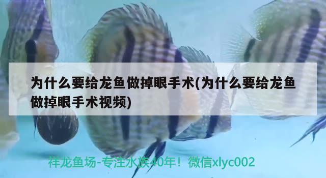 为什么要给龙鱼做掉眼手术(为什么要给龙鱼做掉眼手术视频) 绿皮皇冠豹鱼