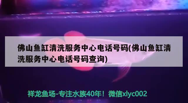 佛山鱼缸清洗服务中心电话号码(佛山鱼缸清洗服务中心电话号码查询) 短身红龙鱼