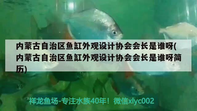 内蒙古自治区鱼缸外观设计协会会长是谁呀(内蒙古自治区鱼缸外观设计协会会长是谁呀简历) 双线侧鱼