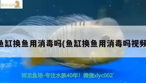 鱼缸换鱼用消毒吗(鱼缸换鱼用消毒吗视频) 水族世界