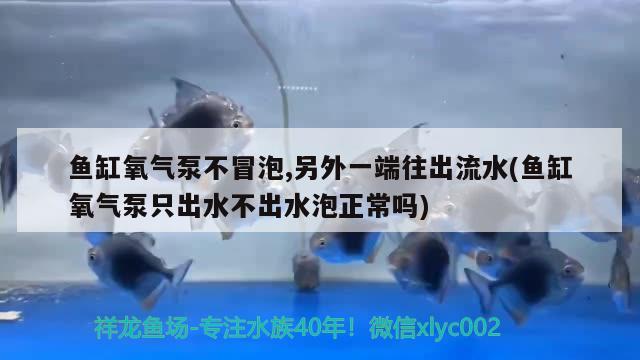 鱼缸氧气泵不冒泡,另外一端往出流水(鱼缸氧气泵只出水不出水泡正常吗)