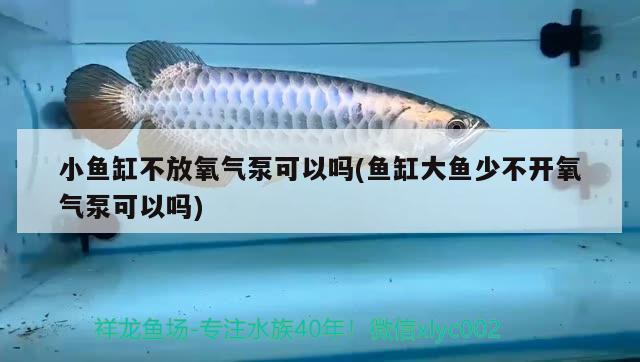 小鱼缸不放氧气泵可以吗(鱼缸大鱼少不开氧气泵可以吗) 大白鲨鱼苗