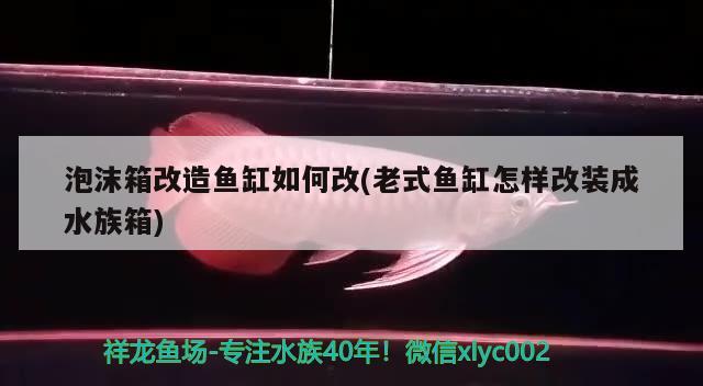 泡沫箱改造鱼缸如何改(老式鱼缸怎样改装成水族箱) 鱼缸/水族箱