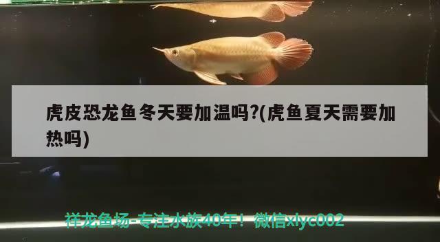 虎皮恐龙鱼冬天要加温吗？(虎鱼夏天需要加热吗) 虎鱼百科