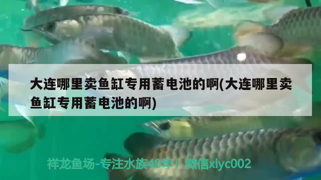 大连哪里卖鱼缸专用蓄电池的啊(大连哪里卖鱼缸专用蓄电池的啊) 新加坡号半红龙鱼（练手级红龙鱼）