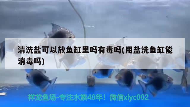 清洗盐可以放鱼缸里吗有毒吗(用盐洗鱼缸能消毒吗) 稀有金龙鱼