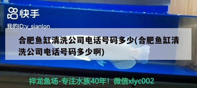 合肥鱼缸清洗公司电话号码多少(合肥鱼缸清洗公司电话号码多少啊) 黑帝王魟鱼