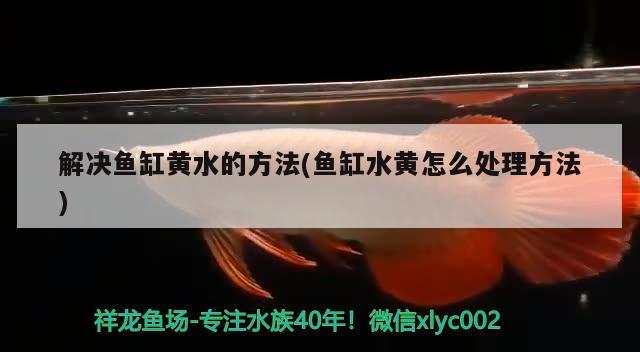 解决鱼缸黄水的方法(鱼缸水黄怎么处理方法) 广州观赏鱼批发市场