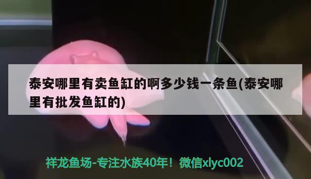 泰安哪里有卖鱼缸的啊多少钱一条鱼(泰安哪里有批发鱼缸的) 白化巴西龟（白巴）