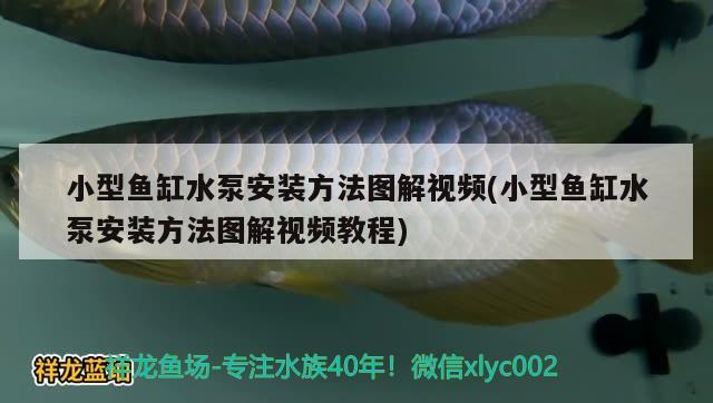 小型鱼缸水泵安装方法图解视频(小型鱼缸水泵安装方法图解视频教程) 鱼缸水泵