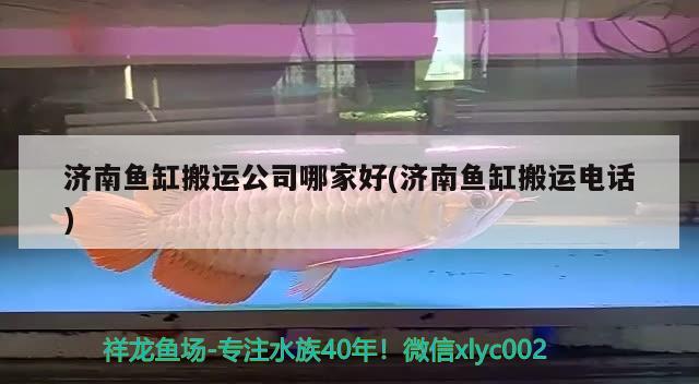 济南鱼缸搬运公司哪家好(济南鱼缸搬运电话) 泰国斗鱼