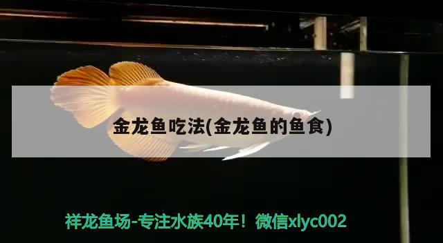 金龙鱼吃法(金龙鱼的鱼食) 鱼缸水泵