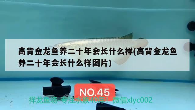 高背金龙鱼养二十年会长什么样(高背金龙鱼养二十年会长什么样图片)