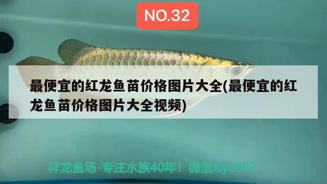 最便宜的红龙鱼苗价格图片大全(最便宜的红龙鱼苗价格图片大全视频) 野彩鱼