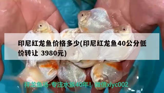 印尼红龙鱼价格多少(印尼红龙鱼40公分低价转让3980元)