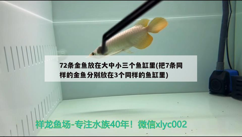 72条金鱼放在大中小三个鱼缸里(把7条同样的金鱼分别放在3个同样的鱼缸里) 广州观赏鱼批发市场