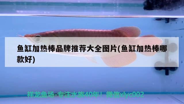 鱼缸加热棒品牌推荐大全图片(鱼缸加热棒哪款好) 水族用品