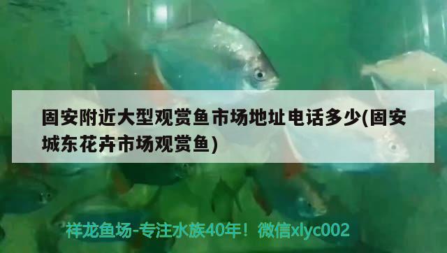 固安附近大型观赏鱼市场地址电话多少(固安城东花卉市场观赏鱼) 观赏鱼市场（混养鱼）