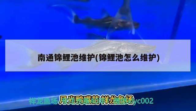 南通锦鲤池维护(锦鲤池怎么维护) 水族杂谈