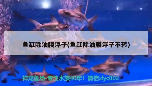 鱼缸除油膜浮子(鱼缸除油膜浮子不转) 养鱼知识