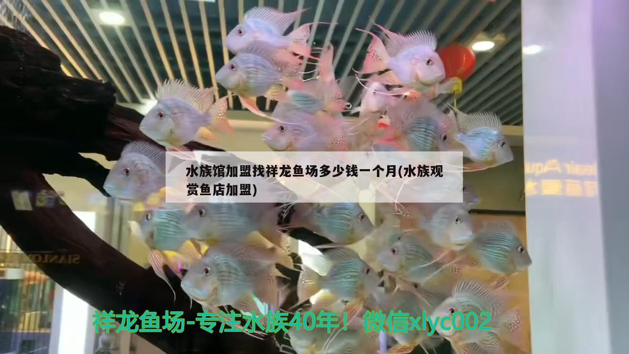 水族馆加盟找祥龙鱼场多少钱一个月(水族观赏鱼店加盟)