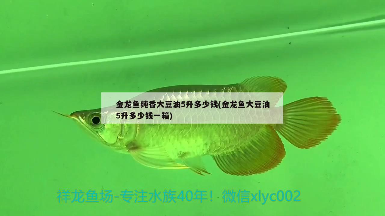 金龙鱼纯香大豆油5升多少钱(金龙鱼大豆油5升多少钱一箱) 巨骨舌鱼