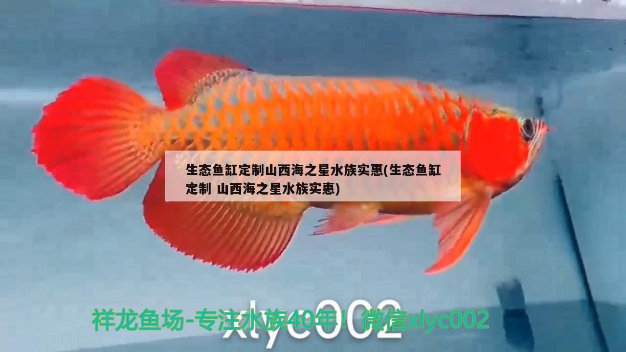 生态鱼缸定制山西海之星水族实惠(生态鱼缸定制山西海之星水族实惠) 狗头鱼