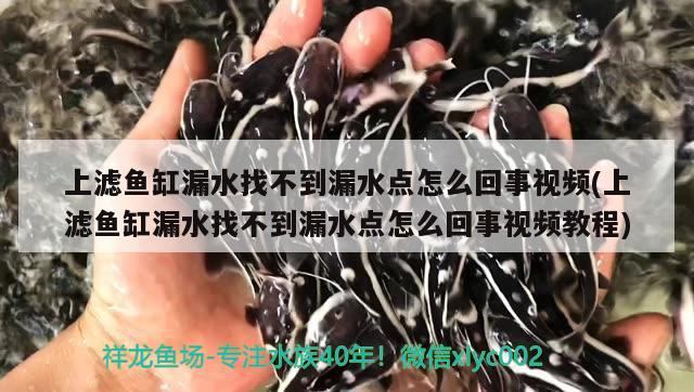 上滤鱼缸漏水找不到漏水点怎么回事视频(上滤鱼缸漏水找不到漏水点怎么回事视频教程) 巴西亚鱼