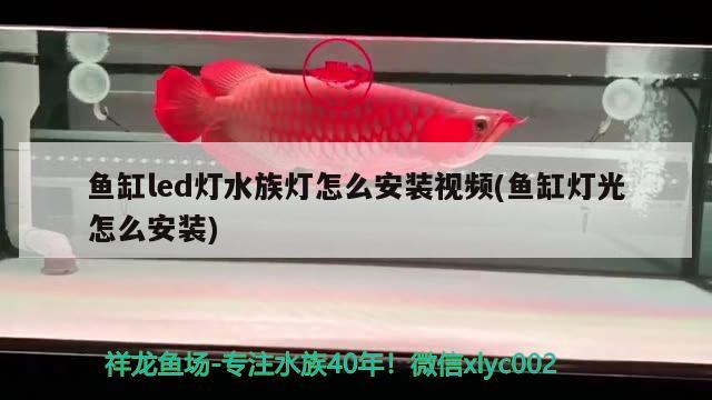 鱼缸led灯水族灯怎么安装视频(鱼缸灯光怎么安装) 巴西亚鱼苗