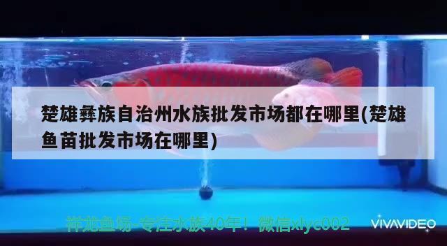 楚雄彝族自治州水族批发市场都在哪里(楚雄鱼苗批发市场在哪里)