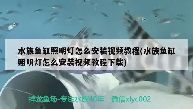 水族鱼缸照明灯怎么安装视频教程(水族鱼缸照明灯怎么安装视频教程下载) 大嘴鲸鱼