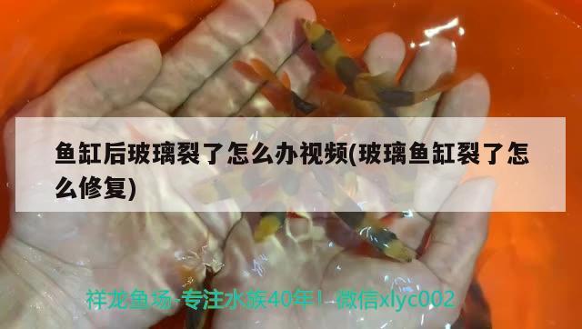 鱼缸后玻璃裂了怎么办视频(玻璃鱼缸裂了怎么修复) 水族灯（鱼缸灯）