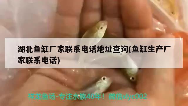 湖北鱼缸厂家联系电话地址查询(鱼缸生产厂家联系电话) 海水鱼（海水鱼批发）