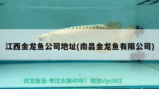 江西金龙鱼公司地址(南昌金龙鱼有限公司) 广州水族批发市场