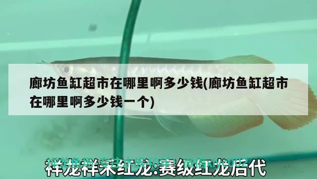 廊坊鱼缸超市在哪里啊多少钱(廊坊鱼缸超市在哪里啊多少钱一个) 名贵锦鲤鱼