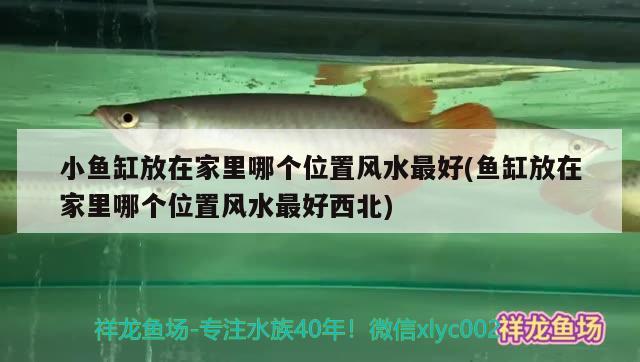 小鱼缸放在家里哪个位置风水最好(鱼缸放在家里哪个位置风水最好西北) 鱼缸风水