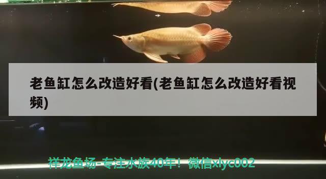 老鱼缸怎么改造好看(老鱼缸怎么改造好看视频)