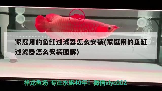 家庭用的鱼缸过滤器怎么安装(家庭用的鱼缸过滤器怎么安装图解) 观赏鱼批发