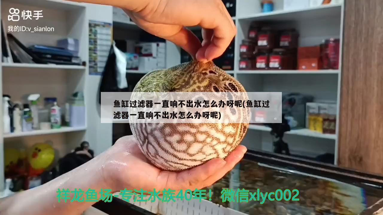 鱼缸过滤器一直响不出水怎么办呀呢(鱼缸过滤器一直响不出水怎么办呀呢) 帝王血钻