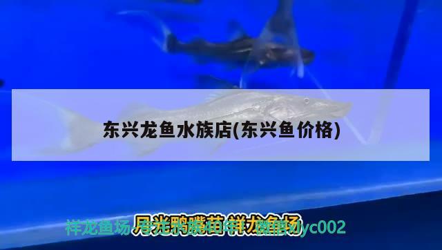 东兴龙鱼水族店(东兴鱼价格) 其它水族用具设备