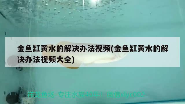 金鱼缸黄水的解决办法视频(金鱼缸黄水的解决办法视频大全)