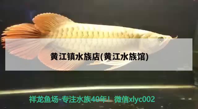 黄江镇水族店(黄江水族馆) 埃及神仙鱼