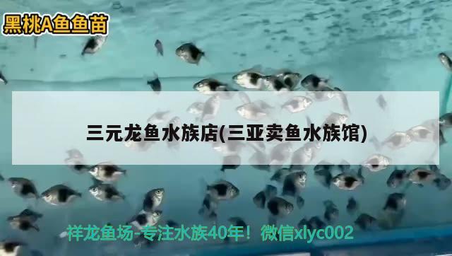 三元龙鱼水族店(三亚卖鱼水族馆) 大白鲨鱼