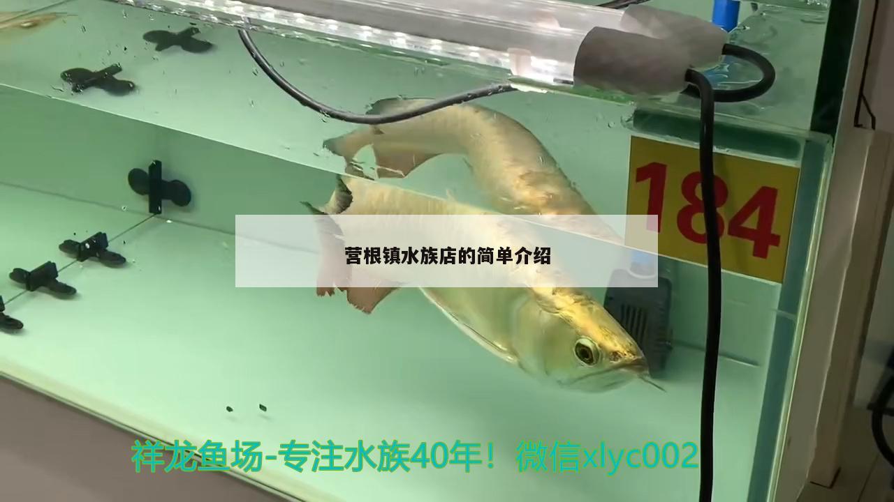 营根镇水族店的简单介绍 祥龙鱼场其他产品