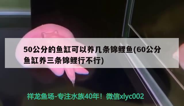 50公分的鱼缸可以养几条锦鲤鱼(60公分鱼缸养三条锦鲤行不行)